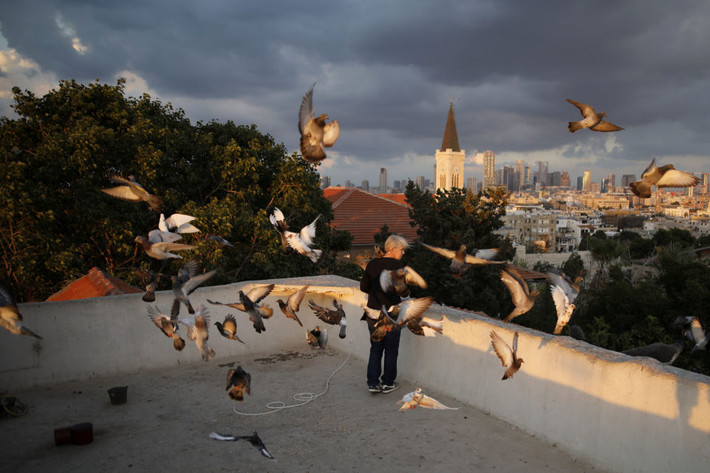 Một người phụ nữ cho đàn bồ câu ăn trên sân thượng ở Tel Aviv vào lúc hoàng hôn ngày 20/11/2017.