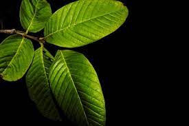Ngoài ra, lá ổi là một nguồn chất xơ phong phú, rất hữu ích trong việc điều trị các bệnh tiêu hóa khác nhau. Chúng chứa pectin và các hợp chất hỗ trợ tiêu hóa bằng cách tăng nhu động ruột và giảm cảm giác thèm ăn. Ảnh: WM.