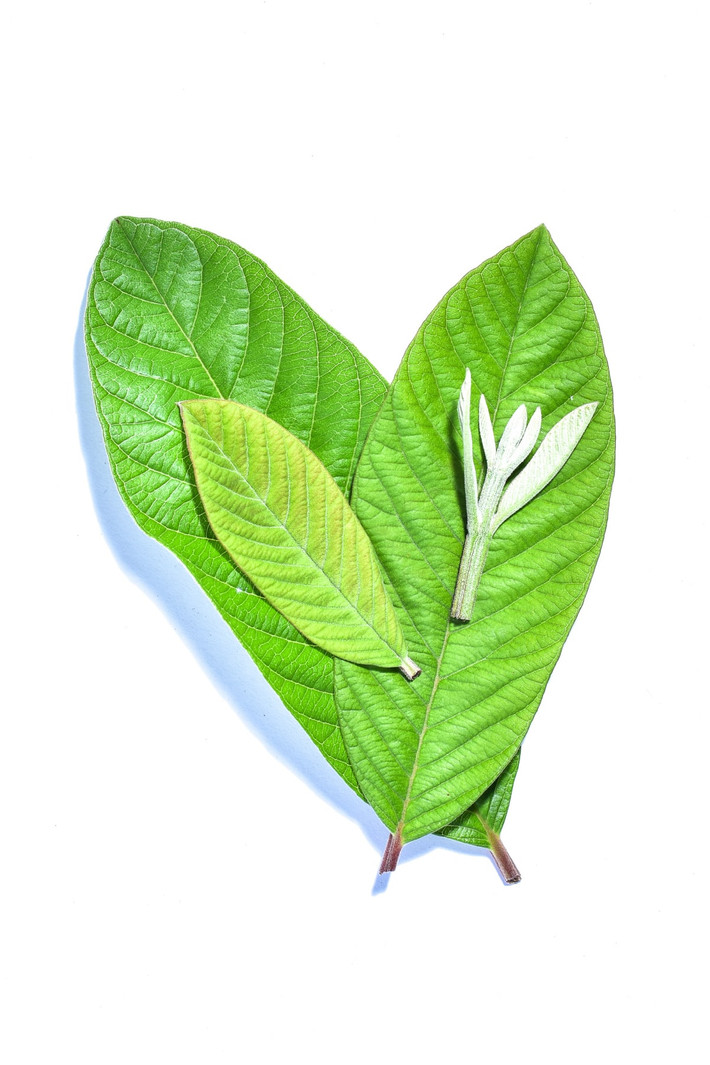 Một nghiên cứu được công bố vào năm 2011 trên tạp chí Hóa học và Vật lý cũng chỉ ra rằng các hợp chất trong lá ổi giúp hòa tan cholesterol lipoprotein mật độ thấp (LDL). Ảnh: HS.