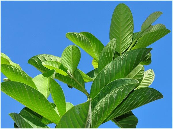 7. Chống lão hóa: Lá ổi chứa chất chống oxy hóa có thể nhanh chóng tiêu diệt các gốc tự do gây hại cho làn do của bạn. Ảnh: Pinterest.