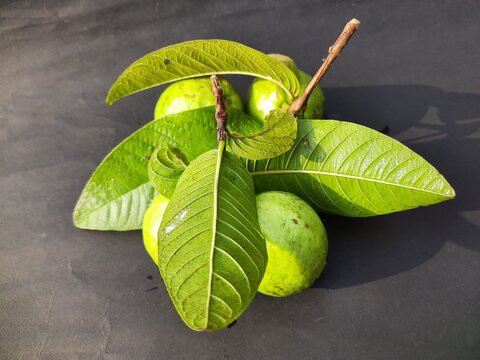 9. Một nghiên cứu cho thấy, lá ổi có thể được sử dụng trong điều trị vô sinh ở nam giới. Ảnh: AS.
