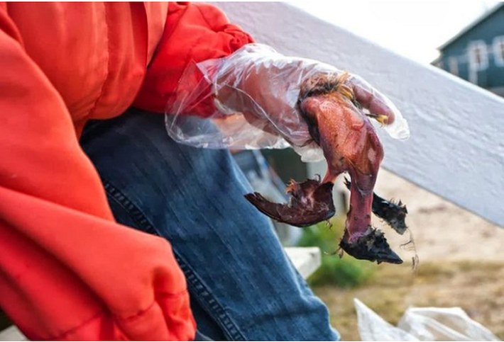 Trước đây, Kiviaq được xem là món ăn “cứu đói” của người Inuit (sống tại Greenland, lãnh thổ tự trị thuộc Đan Mạch) trong mùa đông khắc nghiệt. Ngày nay, nó được biết đến là một trong những “món ăn kinh dị nhất thế giới”.