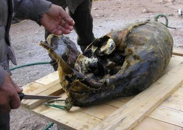 Để có được món Kiviaq thành phẩm, người Inuit phải chuẩn bị nguyên liệu trước khi mùa đông về. Khi đó, họ sẽ thu gom 300-500 chú chim auk (một loại chim biển nhỏ) và một con hải cẩu. Hải cẩu sẽ được lọc hết thịt, chỉ để lại phần mỡ dày dưới da, tạo hình một chiếc túi. Tiếp đó, người dân sẽ nhồi toàn bộ số chim đã chuẩn bị sẵn vào bụng hải cẩu rồi khâu kín miệng túi da. Kiviaq cần lên men tối thiểu 3 tháng, đôi khi có thể kéo dài 18 tháng trước khi thưởng thức.