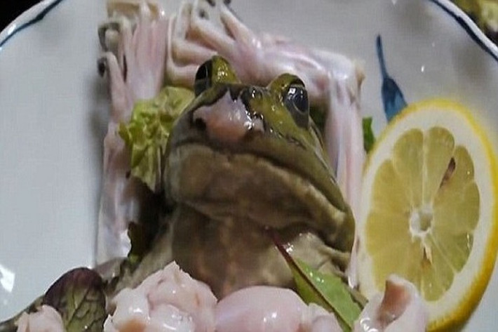 Để phục vụ món sashimi ếch cho thực khách được nhanh chóng và luôn tươi sống, các nhà hàng ở Nhật Bản thường nhốt những chú ếch ngay trong nhà bếp. Khi có thực khách gọi món này, đầu bếp sẽ dùng dao mổ bụng ếch và loại bỏ những phần không ăn được. Ảnh: Daily Mail.