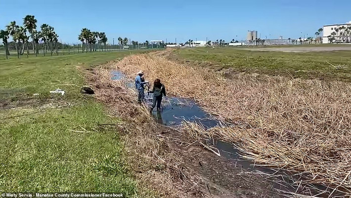 Được biết, hồ chứa nước thải Piney Point rộng 33 hecta, sâu 8 m, chứa khoảng 2 tỷ lít nước thải độc hại có chứa phosphor và nitrogen từ một nhà máy phosphat cũ. Ảnh: Facebook.