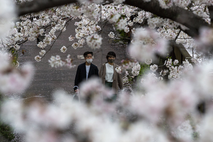 Hoa anh đào nở sớm ở Tokyo.