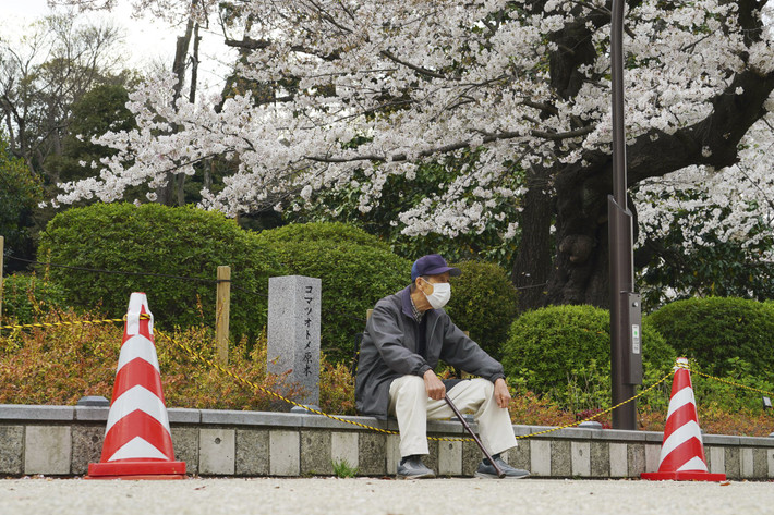 Người đàn ông ngồi nghỉ dưới tán cây hoa anh đào ở Tokyo ngày 26/3.