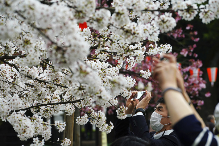 Mọi người chụp ảnh hoa anh đào ở thủ đô Tokyo.