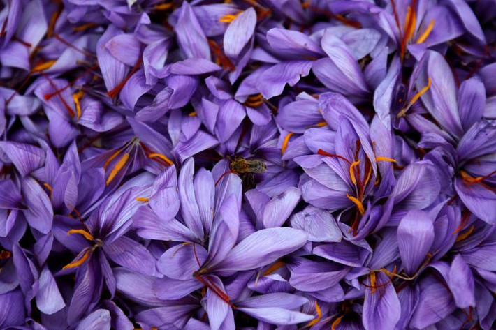 Ong đậu trên những bông hoa nghệ tây giữa cánh đồng ở thị trấn Krokos. Nghệ tây chỉ được trồng tại khu vực này của Hy Lạp. Được biết, nhụy hoa nghệ tây có mức giá đắt đỏ, khoảng 4 euro/1 gram trong các cửa hàng ở Hy Lạp.