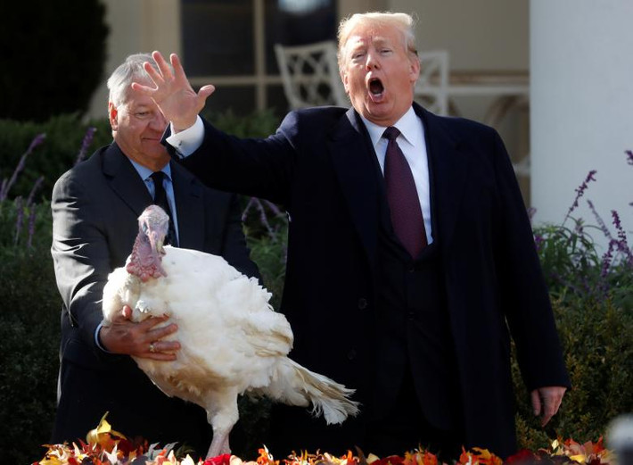 Theo hãng thông tấn Reuters, Tổng thống Trump đã thực hiện nghi thức xá tội cho chú gà tây có tên Peas tại Vườn Hồng của Nhà Trắng hôm 20/11 trong dịp Lễ Tạ ơn năm nay. Ảnh: Reuters.