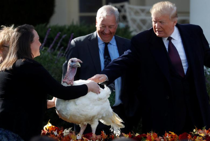 Tổng thống Trump chạm vào chú gà tây Peas sau khi xá tội cho nó. Ảnh: Reuters.