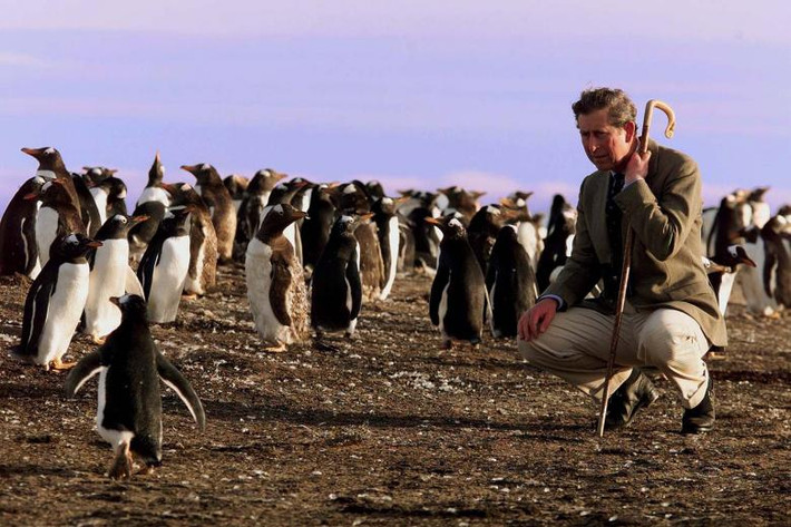 Thái tử Charles ngắm nhìn bầy chim cánh cụt trên đảo Sea Lion, ngoài khơi bờ biển quần đảo Falkland, hồi tháng 3/1999.