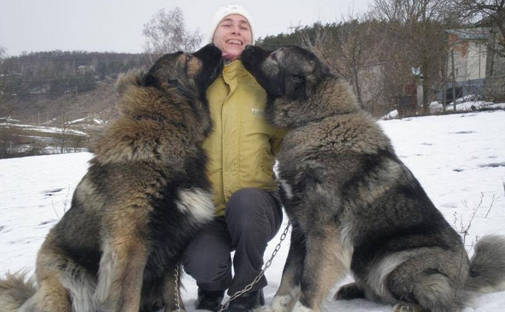 Một số nhà tù ở nước Nga “tuyển” những chú chó canh cừu Caucasian Shepherd khổng lồ làm “lính gác”.