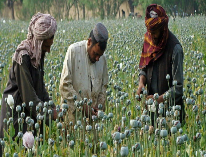 Afghanistan là một trong những quốc gia giữ kỷ lục thế giới. Quốc gia Châu Á này được cho là "thủ phủ ma túy lớn nhất thế giới", đầy rẫy cần sa, thuốc phiện và heroin.