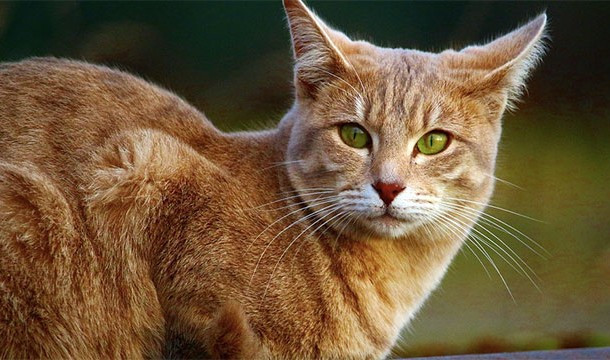 Quán Cat Café (cà phê Mèo) rất phổ biến ở Nhật Bản. Khách hàng đến đây có thể vừa uống cà phê vừa chơi đùa với những chú mèo.