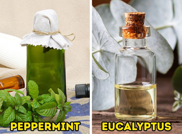 Hít một số loại tinh dầu như tinh dầu bạc hà và bạch đàn.