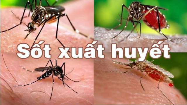 Bộ Y tế cảnh báo sốt xuất huyết đang vào mùa, số ca mắc hàng tuần có xu hướng gia tăng, đặc biệt là tại Hà Nội và một số tỉnh khu vực miền Nam. Ảnh: SK&ĐS.