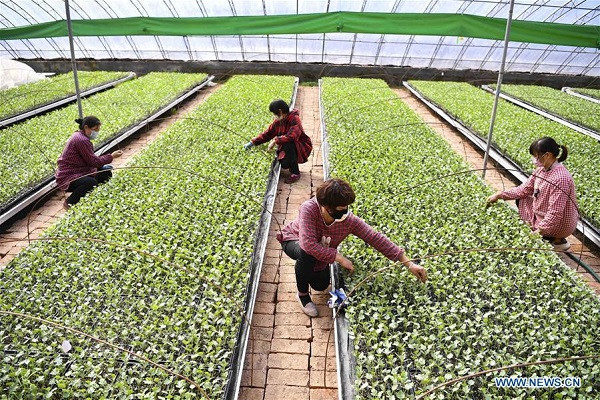 Bộ Nông nghiệp Trung Quốc đã ra lệnh cho ngành nông nghiệp tăng sản lượng “bằng mọi giá” và ổn định giá cả. Các nhà chức trách cũng đưa ra các hình phạt để trừng phạt những cửa hàng đẩy giá lên cao.