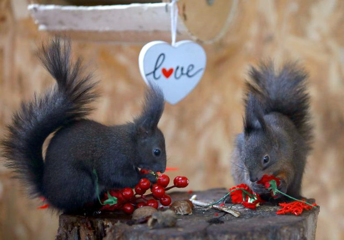 Các nhân viên tại sở thú Skopje, Bắc Macedonia, tổ chức một "bữa tiệc" đậm chất Valentine cho những chú sóc.