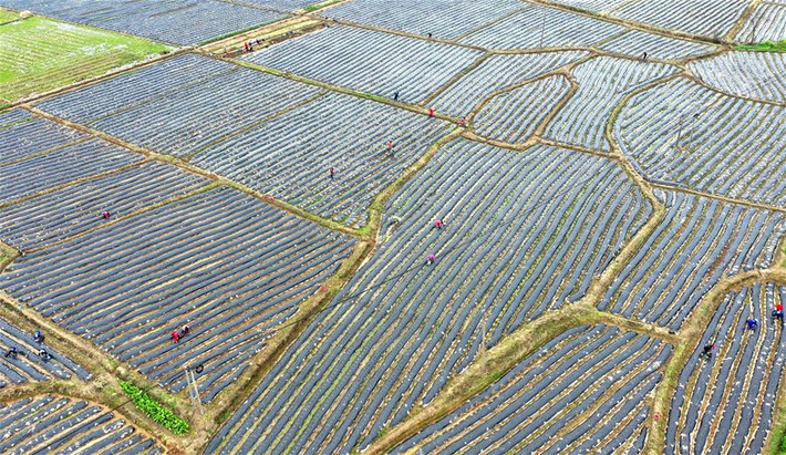 Người nông dân ở Trung Quốc đã quay trở lại làm việc sau những lo ngại về dịch bệnh COVID-19. Ảnh chụp cánh đồng ở Qidu, Cát An, tỉnh Giang Tây, từ trên cao ngày 19/2.