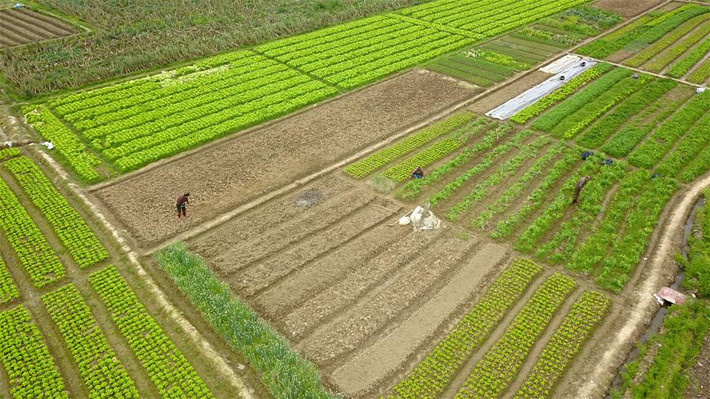 Dịch bệnh này đã đe dọa nguồn cung thực phẩm của đất nước Trung Quốc.
