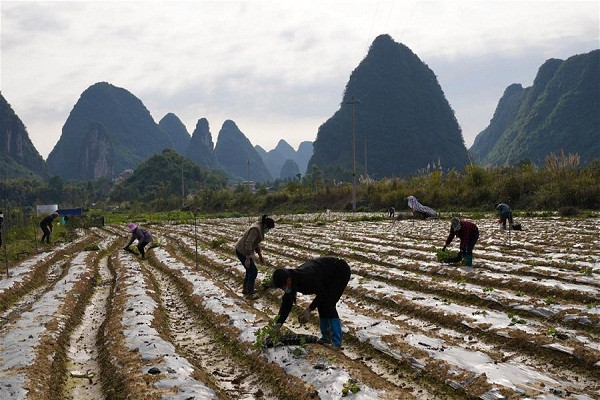 Dân làng trồng cà tím ở Dung Thủy, khu tự trị dân tộc Choang Quảng Tây, Trung Quốc, ngày 18/2.