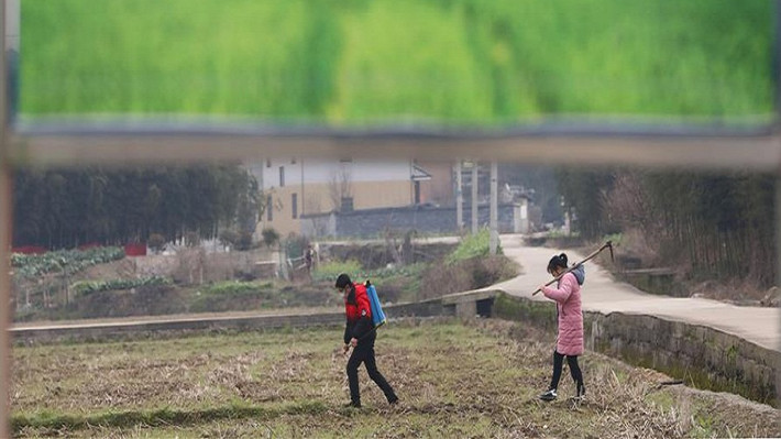 Tân Hoa Xã mới đây đăng tải loạt ảnh ghi lại cảnh người nông dân Trung Quốc hăng say lao động sản xuất trong khi nước này vẫn đang đối phó với dịch bệnh do virus corona gây ra. Ảnh: Người nông dân làm việc trên cánh đồng ở làng Zhaocun, Lâm An, Hàng Châu, tỉnh Chiết Giang, ngày 19/2. (Nguồn ảnh: Tân Hoa Xã)