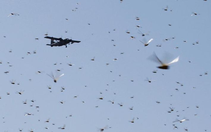 Theo hãng thông tấn Reuters, dịch châu chấu, xuất hiện từ tháng 12/2019, đã phá hủy hàng chục nghìn mẫu đất nông nghiệp ở Kenya, Somalia và Ethiopia, đe dọa hoạt động sản xuất lương thực và chăn nuôi gia súc ở khu vực Sừng Châu Phi. (Nguồn ảnh: Reuters)