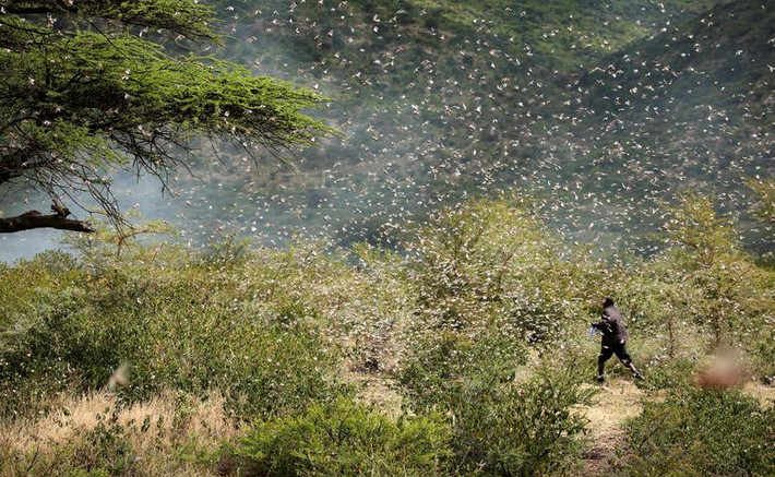 Ahmed Ibrahim, một người nông dân Ethiopia 30 tuổi, đi giữa "đám mây" châu chấu trong trang trại của anh ở ngoại ô Jijiga hôm 12/1.