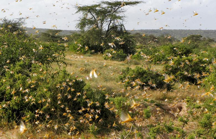 Một bầy châu chấu sa mạc bay qua vùng đất vốn là nơi chăn thả gia súc ở làng Nakwamuru, Samburu, Kenya, ngày 16/2/2020.