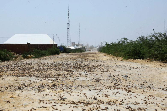 Bầy châu chấu "phục kích" trên một con đường ở ngoại ô Dusamareb, Galmudug.