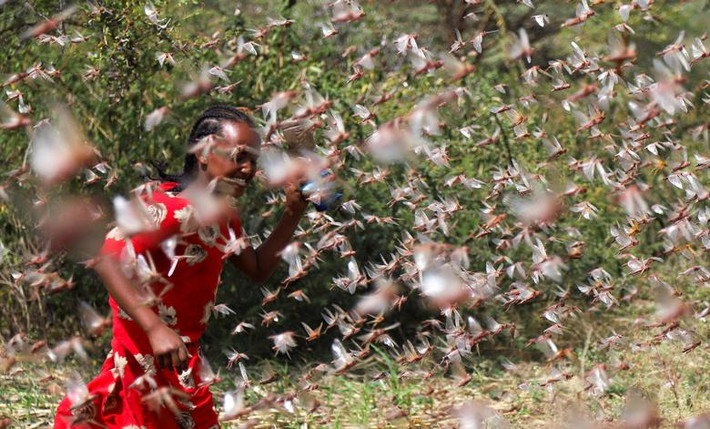 Một bé gái Ethiopia cố gắng vượt qua bầy châu chấu trong trang trại ở ngoại ô Jijiga hôm 12/1.