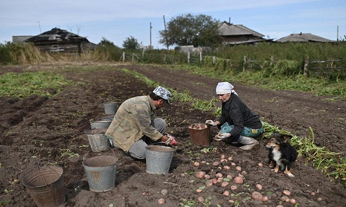 Được biết, cha mẹ của Ravil đều làm nông nghiệp và chăn nuôi gia súc. Tuy nhiên, họ không muốn con trai ở lại làng khi lớn lên.