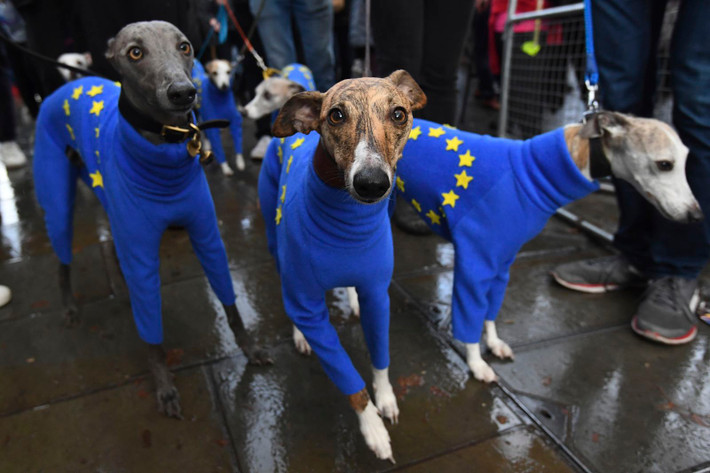 Những chú chó được chủ nhân dẫn đi tham gia cuộc biểu tình phản đối Brexit cuối tuần qua.