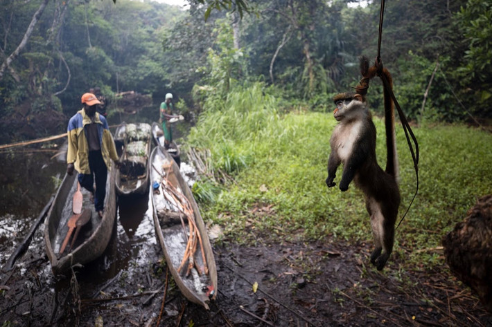 Theo Reuters, Mohamed Esimbo Matongu, 61 tuổi, vốn là một công chức nhà nước ở thành phố Mbandaka. Tuy nhiên, do cần kiếm thêm thu nhập nuôi gia đình, mỗi tháng, ông Matongu rời khỏi nhà vài ngày để đi săn thú rừng đem bán lấy tiền. (Nguồn ảnh: Reuters)