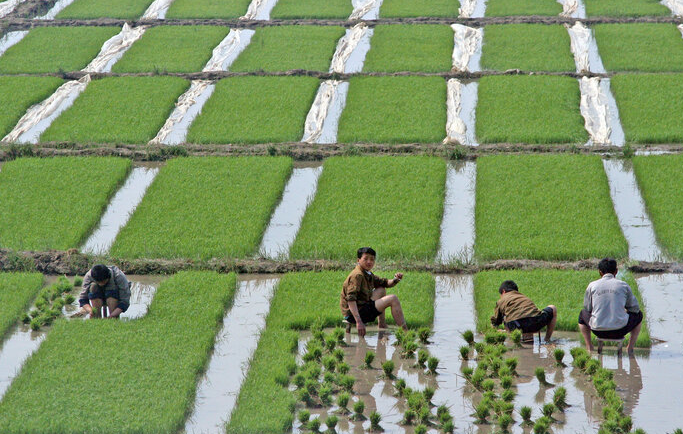 Cảnh cấy lúa trên cánh đồng ở Anju.