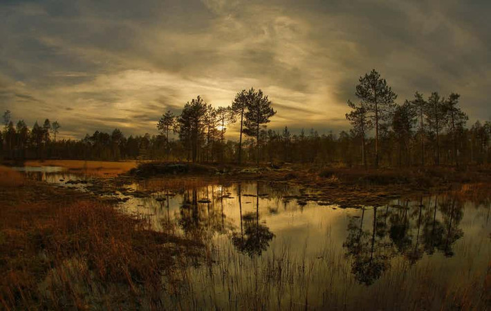 Great Vasyugan, nằm ở trung tâm Siberia, là hệ thống đầm lầy lớn nhất ở Bắc Bán Cầu.