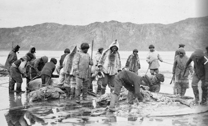 Đám đông thổ dân Inuit cùng nhau xẻ thịt một con cá voi trắng. Được biết, con cá voi này cung cấp đủ thức ăn cho cả cộng đồng người Inuit ở đây trong khoảng thời gian dài. (Nguồn ảnh: ATI)
