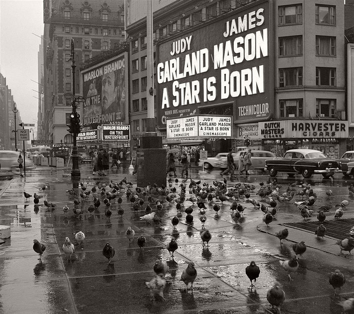 Bầy chim bồ câu đậu ở khu vực Quảng trường Times ở New York trong một ngày mưa gió năm 1954.