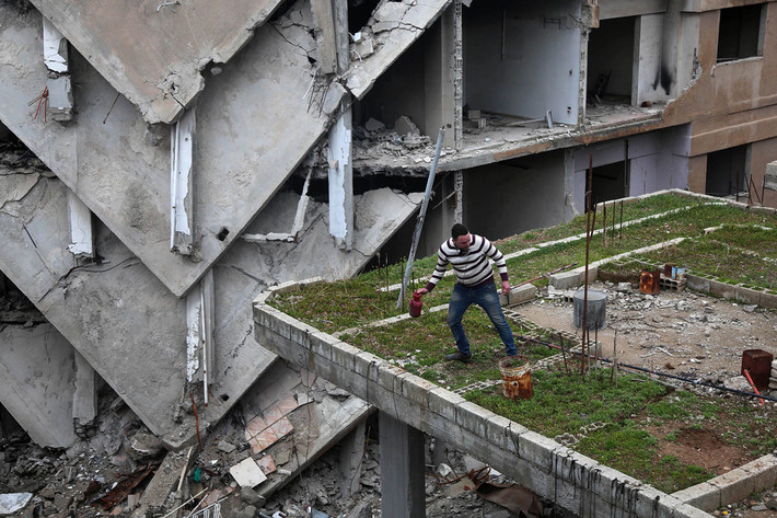 Mohamed Ataya, 31 tuổi, trồng cây trên nóc ngôi nhà bị hư hại ở thị trấn Arbin, Ghouta, ngoại ô thủ đô Damascus, ngày 3/3/2017. Được biết, Ataya từng là một cầu thủ bóng đá chuyên nghiệp trước khi nội chiến Syria bùng nổ cách đây 6 năm.