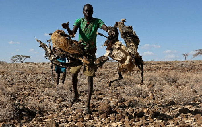 Những loài gia súc này vốn được coi là tài sản tiết kiệm của người dân du mục Kenya.