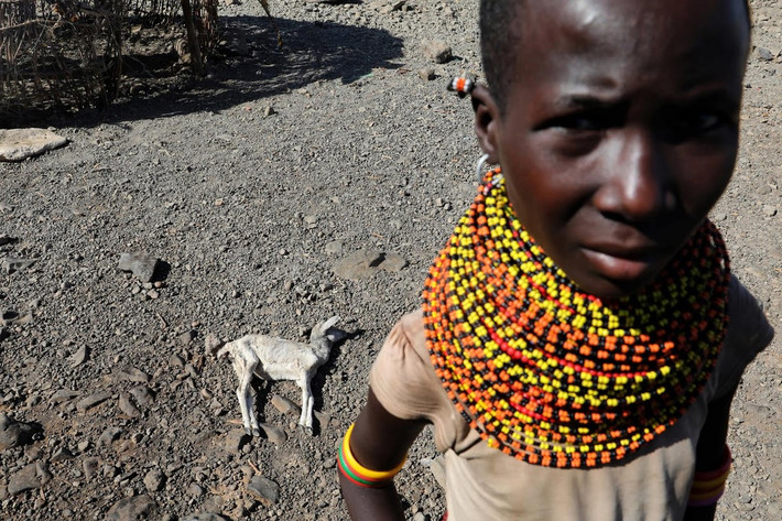 Hiện, chính phủ Kenya đang đưa ra một giải pháp hỗ trợ, đó là thu mua gia súc của người dân. Mỗi một chú dê hoặc cừu sẽ được mua lại với mức giá 20 USD và bò là 146 USD. Những con khỏe mạnh sẽ có giá cao gấp đôi.