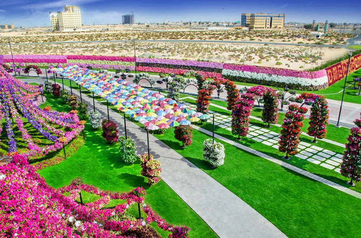 Dubai Miracle Garden là một trong những địa điểm nổi tiếng nhất ở thành phố Dubai, thu hút trung bình 55 nghìn du khách ghé thăm mỗi tuần. Khu vườn đã được công nhận là vườn hoa lớn nhất thế giới.