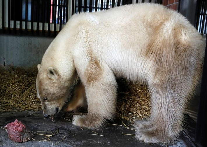 Sau thời gian lang thang và bới rác ở thành phố Norilsk, vùng Siberia, nó đã được đưa vào sở thú Royev Ruchey ở thành phố Krasnoyarsk để điều trị và chăm sóc.