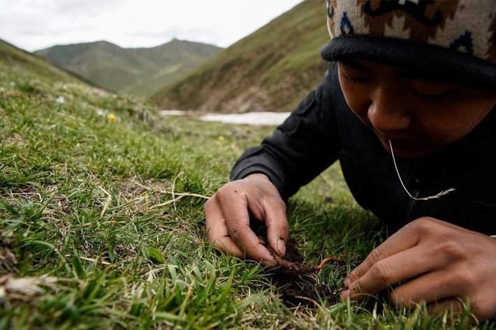 Được tìm thấy ở vùng đồng cỏ cao nguyên của dãy Himalaya, Tây Tạng và Thanh Hải, nấm đông trùng hạ thảo trở thành nguồn thu nhập quan trọng nhất cho cộng đồng địa phương, cung cấp hàng trăm việc làm thời vụ cho người nghèo và con đường làm giàu cho những người thu hoạch.
