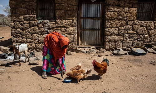 Tại những vùng đất khô cằn của Ethiopia, nhiều người dân dựa vào chăn nuôi để vượt qua thời kỳ khó khăn. Nhưng do hạn hán liên tục, phần lớn số gia súc, gia cầm bị chết, làm thức ăn hoặc đem bán. Mời độc giả xem thêm video: 21 người Châu Phi nhập cư vào Tây Ban Nha gây lo ngại nhiễm Ebola (Nguồn: VTC14)