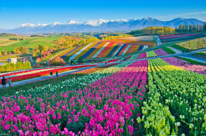 Đảo Hokkaido của Nhật Bản là một trong những địa điểm "sặc sỡ" nhất hành tinh. Nơi đây ngập tràn những cánh đồng hoa nở đầy màu sắc gần như quanh năm. (Nguồn ảnh: Insider)