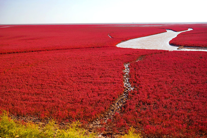 Red Beach ở tỉnh Liêu Ninh là địa điểm du lịch nổi tiếng ở Trung Quốc.