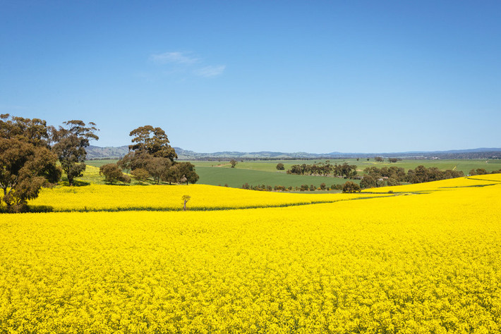Cánh đồng hoa cải vàng rực ở New South Wales, Australia.