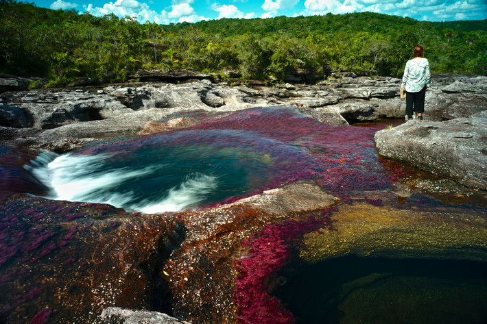 Caño Cristales hay còn được biết đến là "dòng sông ngũ sắc" ở Colombia.